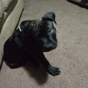 Meet your Posher, Nick